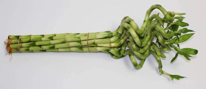 Athena's Garden B-CS28 Lucky Bamboo Corkscrew Spiral Shoots, 25-32", Green