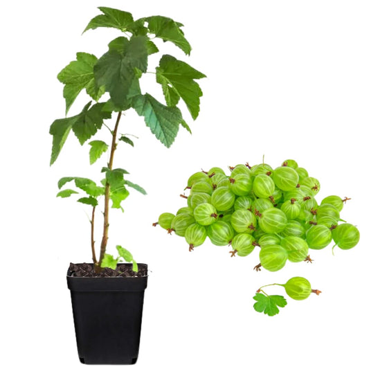 Sweet Gooseberry Plant Live for Planting, Gooseberry Bush Live Plant 5 to 9 Inch Height, Gooseberry Fruit Tree