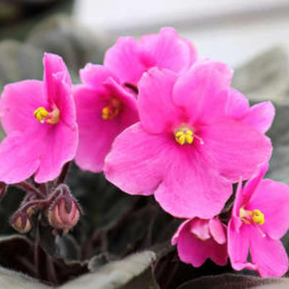 African Violets Live Plants, African Violet Plant Live House Plants, 4 Inc Potted, 4 to 6 Inc Long (Pink)
