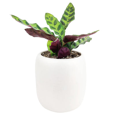 Calathea Lancifolia Rattlesnake Plant (4" Grower Pot) - Healthy Houseplant - Easy Care Indoor Houseplant