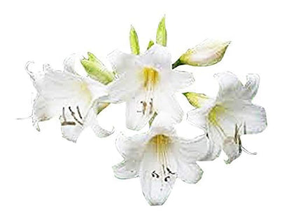 Naked Ladies Amaryllis Belladonna - 3 Pink Bulbs - Stunning Blooms for Outdoor Gardens - Easy-to-Grow Perennial Flowering Plant
