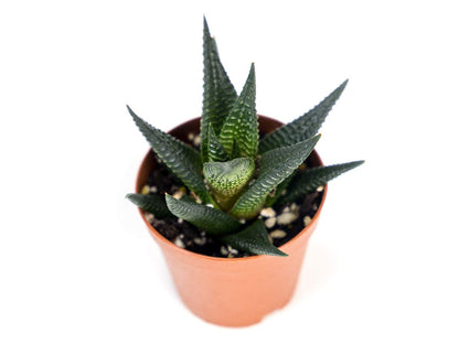 Josh's Frogs Desert Plant Kits for Arid Bioactive Terrariums (Extra Small)