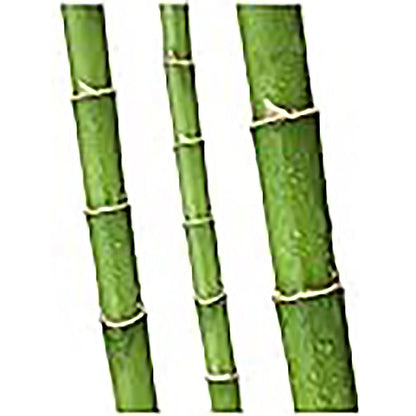Non-Invasive Clumping Giant Bamboo Seed - Approximately 20 Seeds - Male or Solid Bamboo - Growing Instructions Will be Included