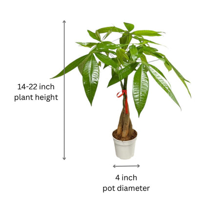 Hopewind Plants Shop Money Tree Live Indoor Plant | 14-22 Inches Tall Bonsai | Easy to Grow Houseplant | Home, Office, or Room Decor | Birthday, Housewarming Gift in 4 Inch Pot