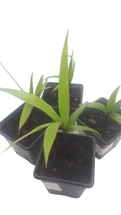Hyophorbe lagenicaulis – Bottle Palm Tree | Live Palm, Seeds & Seedlings | Rare Tropical Bottle-Shaped Palm (No Pot) (5 Seedlings, 1)
