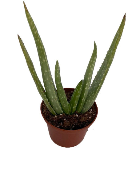 Aloe Vera in 2.5" Pot - Medicine Plant/Burn Plant/Miracle Plant
