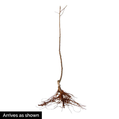 Pristine Apple Dormant Starter Bare Root Standard Fruit Tree, 1-Pack - Due to State restrictions Can't Ship to Montana