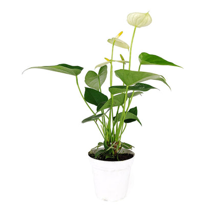 Live Indoor Flowering Houseplants, Anthurium White in 4" Grower Pot, Easy Care Houseplants