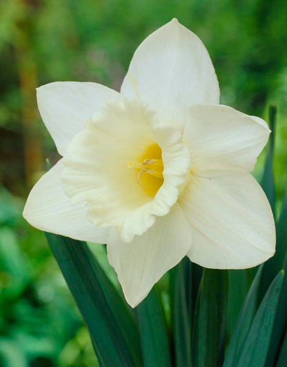 Mount Hood Large Trumpet Daffodil Bulbs for Planting - Large White Elegant Blooms (5 Bulbs)