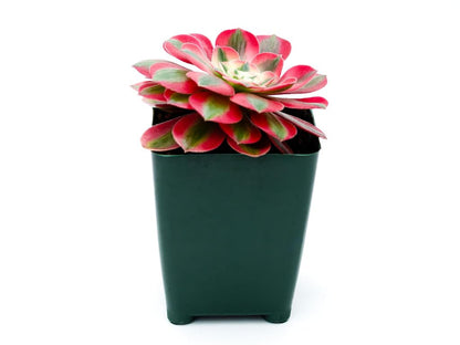 Grow Margo Aeonium Pink Witch Live Succulent (4" Plant Pot), Succulents Plants Live, Succulent Plants Fully Rooted, Rare House Plant for Home Office Decoration, DIY Projects, Party Favor Gift