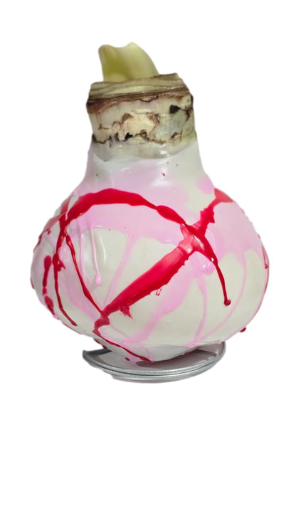 Picasso Waxed Amaryllis Bulb White Wax with Pink and Red Splatter Size 32/34