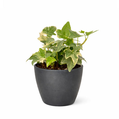 Glacier English Ivy (4 inch) - Air-Purifying Houseplants - 4/6 inch Unique Live Decorative Houseplants - Low-Maintenance Indoor Plants, House Warming Gift, Natural Air Purifier