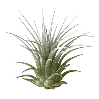 Christmas Air Plants, Set of 3, Ionantha Guatemala Tillandsia Holiday Plant, Live Airplant, Healthy Arrival Guaranteed, Great Indoor Plant, Air Purification, Easy Care, Home & Garden (Red Green White)