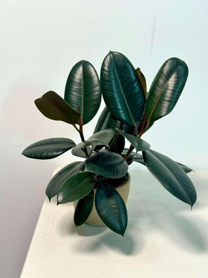 PLANTVERS Ficus Elastica ‘Burgundy’ Live Plant in 6" Grow Pot - Burgundy Rubber Tree – Low-Maintenance Indoor Houseplant | Air-Purifying Indoor Plant