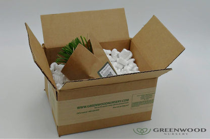 Greenwood Nursery: Live Ornamental Grasses - White Pampas Grass + Cortaderia Selloana - [Qty: 3X Pint Pots] - (Click for Other Available Plants/Quantities)