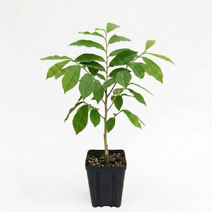 Pawpaw Tree Live Plant for Planting in Quart Pot, 12 to 18 Inch Tall, Easy Care Tropical-Style Fruit Plant for Sunny Outdoor Spots