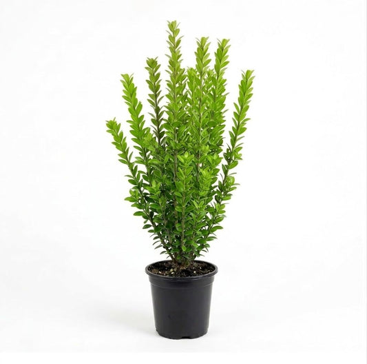 Sky Pencil Holly Live Plant, 4" Pot, 12-18" Tall, Columnar Holly Shrub, Fast Growing Hedge Plant, Ideal for Containers, Entryways or Gardens