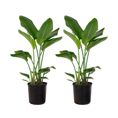 United Nursery White Bird of Paradise Bundle 2-Pack Large 32-36 inches Tall Live Indoor Tropical Plants 10-Inch Plant Pot, Strelitzia Nicolai Air Purifying Floor Plants for Office and Home Decor