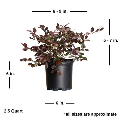 Ruby Loropetalum 'Chinese Fringe Flower' 2.5 Quart - Live Outdoor Evergreen Shrub - Pink Flowering Hedge