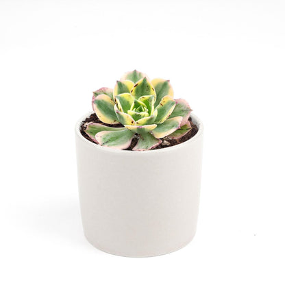 Aeonium Sunburst Copper Pinwheel - Live Succulent Plant, 4 Inch Pot, Variegated Green Yellow Rosette Leaves with Pink Edges, Easy to Care Plant for Home Garden Decor, Plant Gifts (Plastic Pot, 4 Inch)