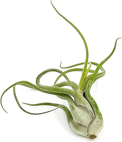 ragnaroc Air Plants - Flowering Tillandsia Caput Medusae, Large 5-7" - 3ct - Live Arrival Guaranteed - House Plants for Home Decor & Gift