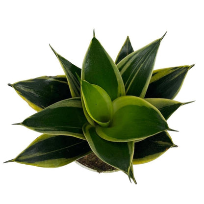 Live Plant, Snake Plant, Indoor Plant, Sansevieria, Air Purifying, Easy Care, 4 inch Pot by Hopewind Plants Shop (Black Star (Black Gold))