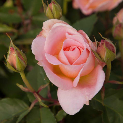 Heirloom Roses Fragrant Rose Bush - Desirée™ Live Potted Orange Rose Plant for Outdoor Planting