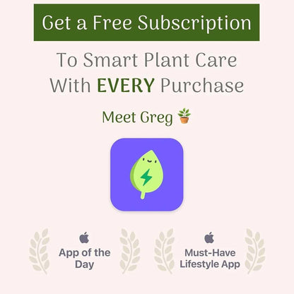 American Plant Exchange Golden Pothos 4-Inch Pot – Easy-Care Trailing Houseplant, Air-Purifying Vine for Home & Office, Low-Maintenance Indoor Plant for Hanging Baskets & Shelves