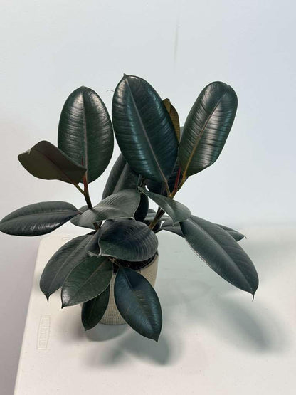 PLANTVERS Ficus Elastica ‘Burgundy’ Live Plant in 6" Grow Pot - Burgundy Rubber Tree – Low-Maintenance Indoor Houseplant | Air-Purifying Indoor Plant