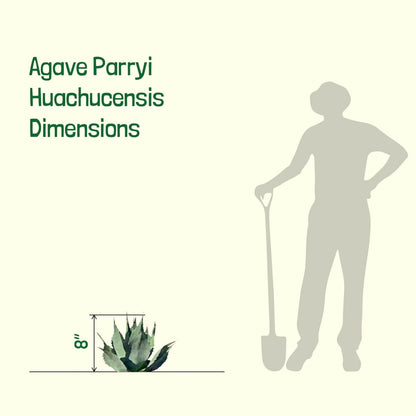 The Cactus Outlet Agave Parryi Truncata