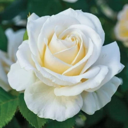 Well-Rooted Rose Live Plant, Climbing Roses Live Plant, Fragrant Climber Plant for Planting, No Leaf, Trim Back, 5-9" in Tall, Bare Root (White)