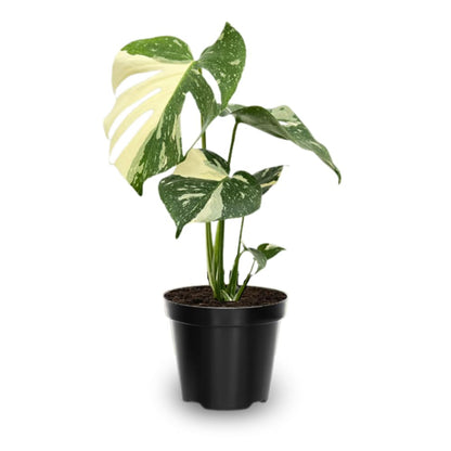 Monstera Plant 4-6 Inch, Live Indoor Plant, Split Leaf Houseplant for Home Office Decoration, No Pot (Variegated Monstera)