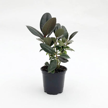 Rubber Plant and Soil Mix Combo - Live Plant in a 4 Inch Pot with 1 Quart HousePlant Soil Mix -Ficus Elastica “Burgundy” with Custom Soil Blend