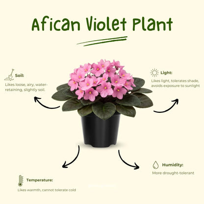African Violet Live Plant in 4 Inch Pot, Flowering Houseplant, Easy Care Indoor Plant with Vibrant Blooms (Light Pink African Violet)
