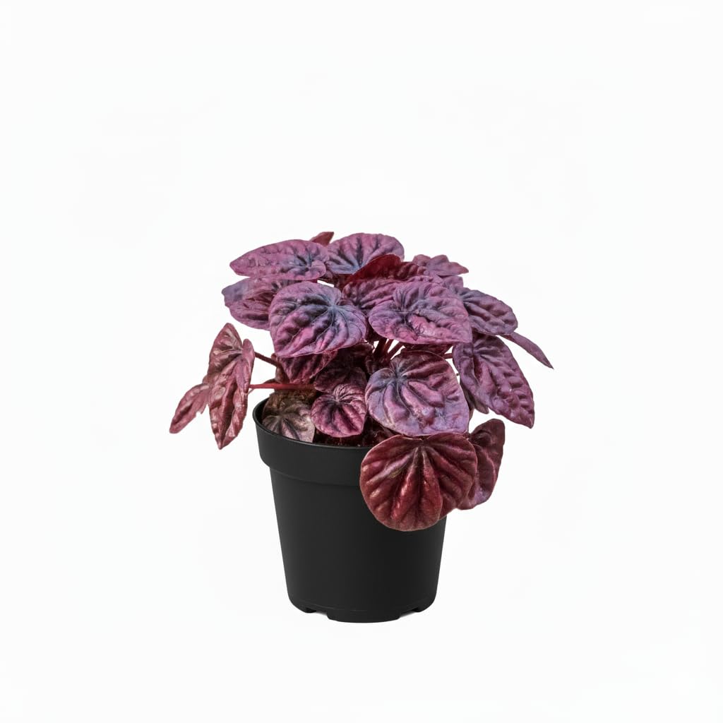 Peperomia 'Ripple Red' (4 inch) - Lucky Houseplants - 4/6 inch Unique Live Decorative Houseplants - Easy to Care Indoor Plants, Perfect for Office, Home & Feng Shui Decor