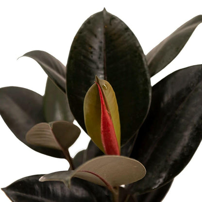 American Plant Exchange Burgundy Rubber Tree – 6-Inch with Pot – Live Easy Care Ficus Elastica Houseplant, Air Purifying Indoor Tree for Home, Office, Patio, or Housewarming Gift