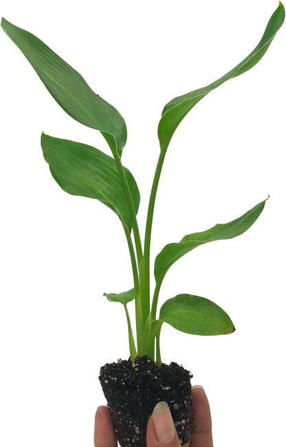 Live Orange Birds of Paradise Plant - ‘Orange Birds of Paradise’ Strelitzia Reginae - ragnaroc Tropical Plant 6-10” Tall - 2ct - Live Arrival Guaranteed - House Plants for Home Decor & Gift