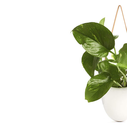 Shop Succulents | Hanging Ceramic Planter with Leather Strap with Live Pothos Houseplant Included