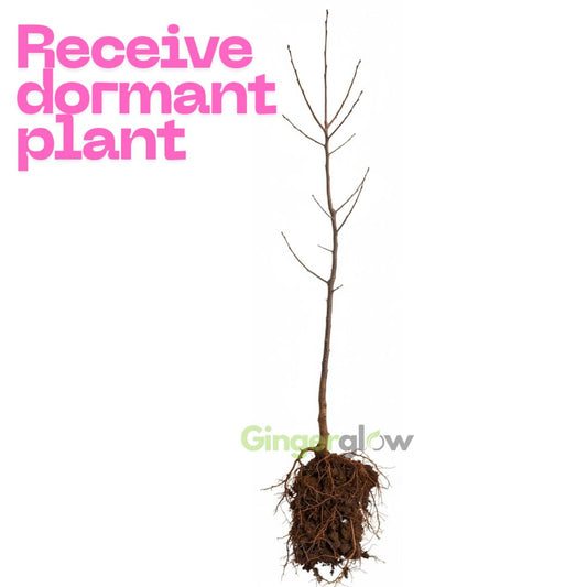 5 Live Chinese Elm Trees 1-2 Feet Tall | Fast-Growing Elm Tree for Boundary Rows & Garden Landscaping | Easy-to-Grow Outdoor | Dormant Tree