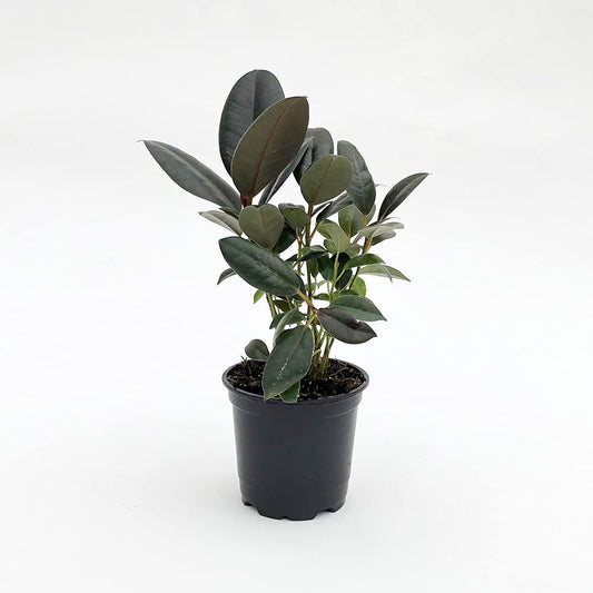 Rubber Plant - Live Plant in a 4 Inch Pot - Ficus Elastica “Burgundy” - Beautiful Easy Care Air Purifying Indoor Houseplant