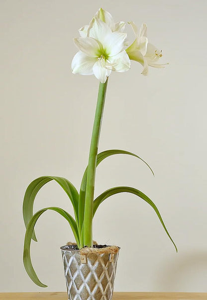Stella Maris Amaryllis Bulb - Bare Root - Stunning White Blooms with Slightly Ruffled Petals - Easy to Grow Indoor or Outdoor Flowering Plant