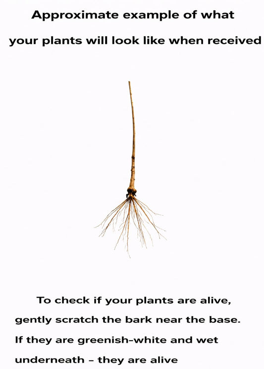 Pussy Willow Shrub - 10-16" Tall Live Rooted Plant - Fast Growing Ornamental Tree - Silky Catkins - Salix discolor