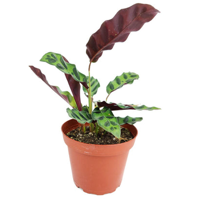Calathea Lancifolia Rattlesnake Plant (4" Grower Pot) - Healthy Houseplant - Easy Care Indoor Houseplant
