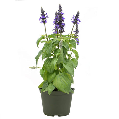 American Plant Exchange Purple Salvia Blue Sage – 6-Inch Pot – Live Flowering Perennial Plant, Drought Tolerant Easy Care Blooms for Outdoor Garden, Landscape, or Patio Decor
