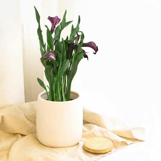 Live Indoor Flowering Houseplants, White Calla Lily in 4" Grower Pot, Easy Care Houseplants, Live Plants for Home and Office Decor