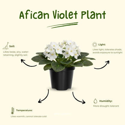 African Violet Live Plant in 4 Inch Pot, Flowering Houseplant, Easy Care Indoor Plant with Vibrant Blooms (White African Violet)