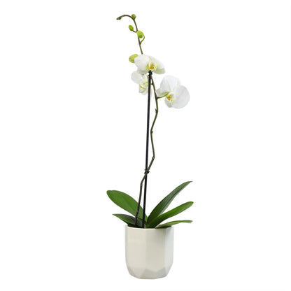White Phalaenopsis Live Orchid Plant & White Orchid Pot, 20-24" Live Plant Gift, Fresh Orchids Plants Live House Plants, Live Plants Indoor Plants Live Houseplants Plant Lover Gift by Plants for Pets