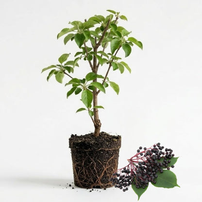 2-Pack Black Elderberry Tree Live Plants | 8-12" Bare Root Seedlings | Fast-Growing Fruit Bearing Shrubs