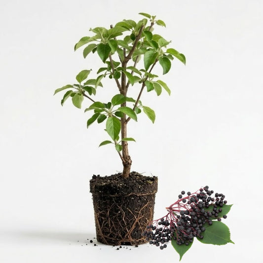 2 Black Elderberry Live Bare Root Plants | 8-12" Cold-Hardy Rooted Cuttings | Fast-Growing Deciduous Fruit Trees for Backyard and Patio | Easy to Care and Maintain