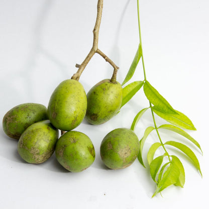 June Plum Tree Live Plant in One Gallon Pot, Tropical Fruit Tree Well Rooted 2-3 Feet Tall, Ready for Outdoor Garden